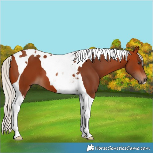 Horse Color:Silver Bay Tobiano 