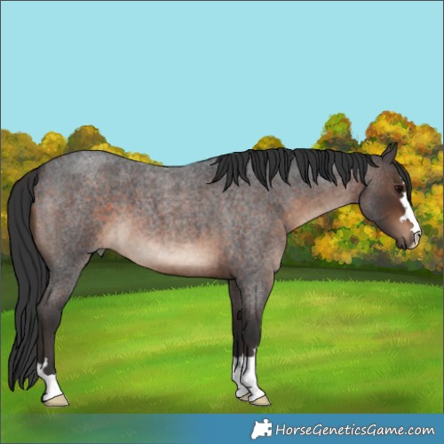 Horse Color:Brown Roan 