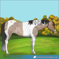 Horse Color:Brown Roan Dun Tobiano 