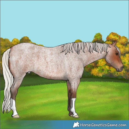 Horse Color:Silver Brown Roan