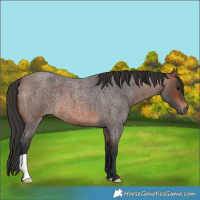 Horse Color:Brown Roan