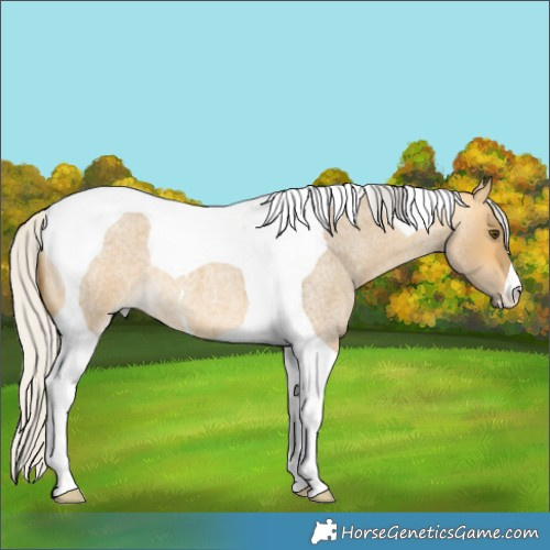 Horse Color:Silver Buckskin Roan Dun Tobiano