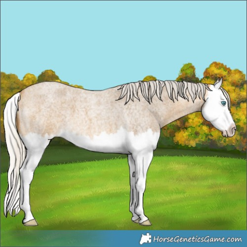 Horse Color:Silver Buckskin Roan Splash 