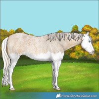 Horse Color:Silver Buckskin Roan Splash