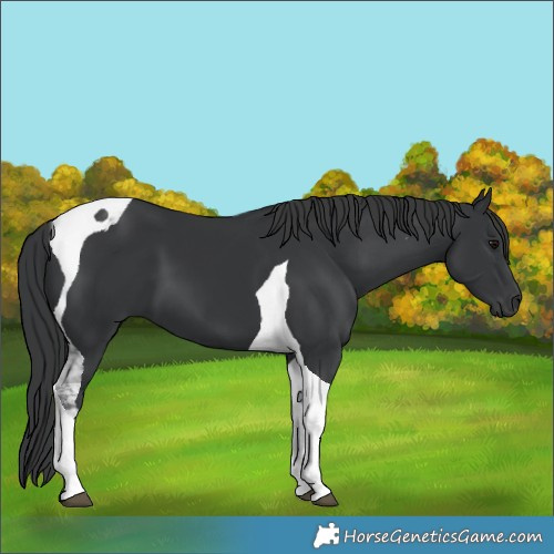 Horse Color:Black Tobiano