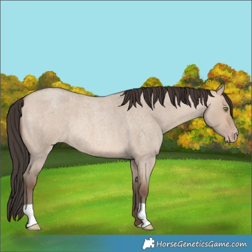 Horse Color:Sable Champagne Roan Dun 
