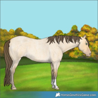 Horse Color:Amber Cream Champagne Roan Dun