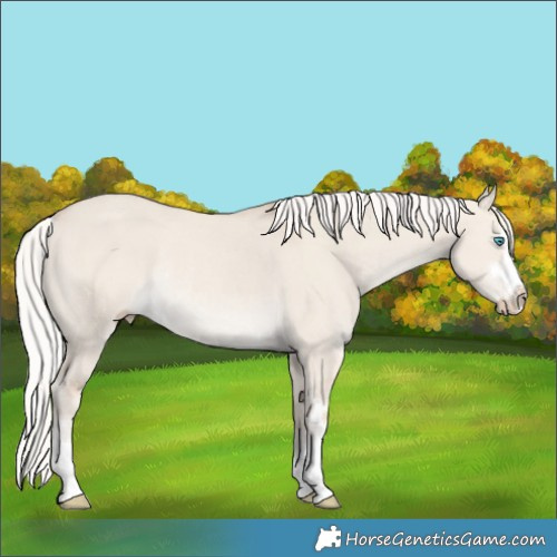 Horse Color:Silver Smoky Creme Dun Rabicano 