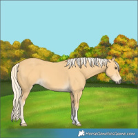 Horse Color:Palomino 