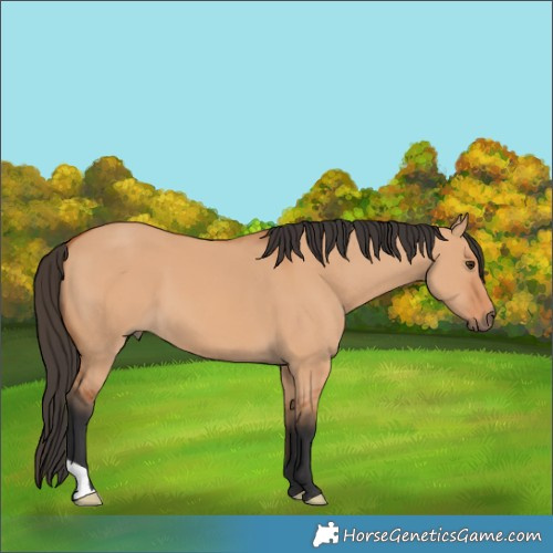 Horse Color:Bay Dun 