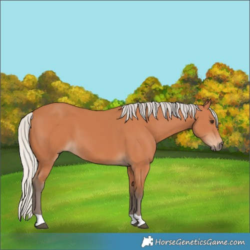 Horse Color:Silver Bay 