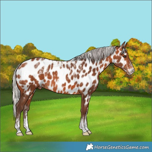 Horse Color:Powder White Silver Bay Near Leopard