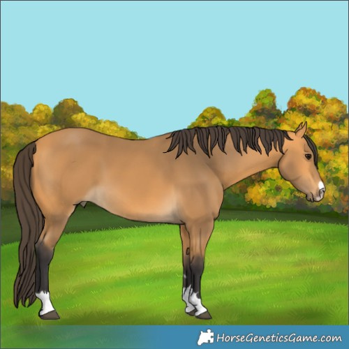 Horse Color:Buckskin 