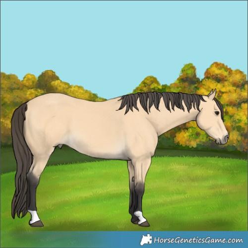 Horse Color:Buckskin 