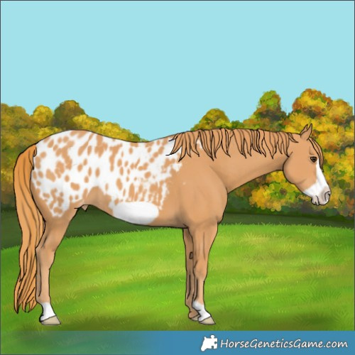 Horse Color:Chestnut Frame Near Leopard