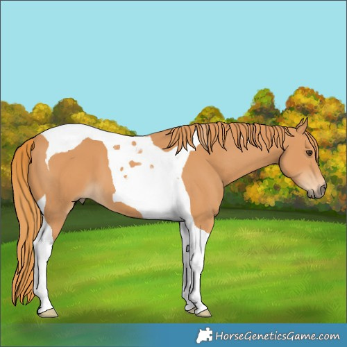 Horse Color:Chestnut Tobiano 