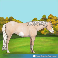 Horse Color:Silver Bay Roan Pearl Frame