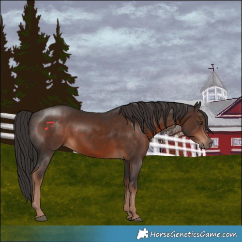 Horse Color:Liver Chestnut 