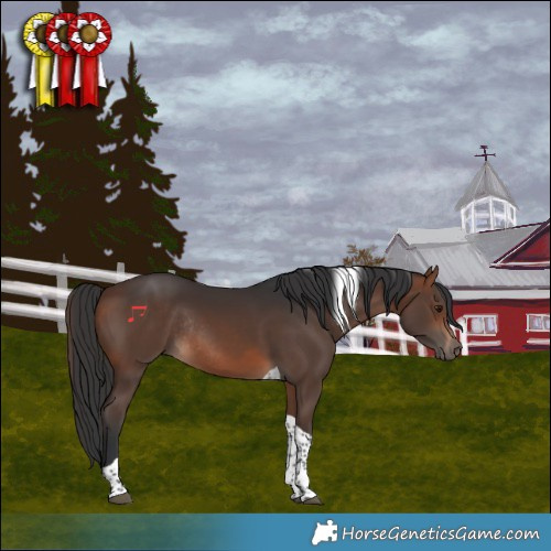 Horse Color:Brown Tobiano Rabicano