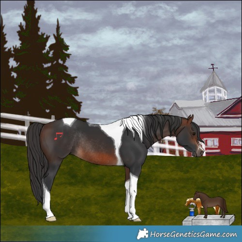 Horse Color:Brown Tobiano Rabicano