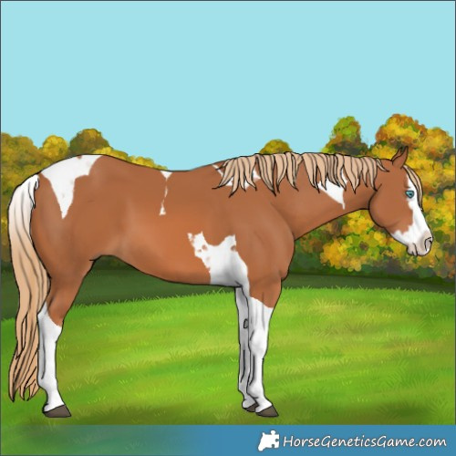Horse Color:Chestnut Splash Tobiano