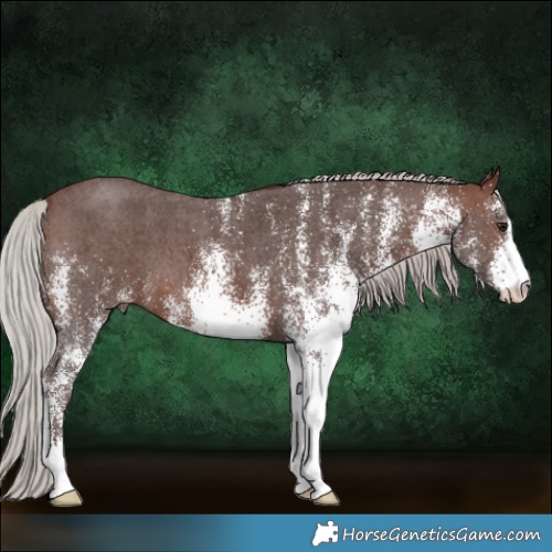 Horse Color:White Spotted Silver Brown 