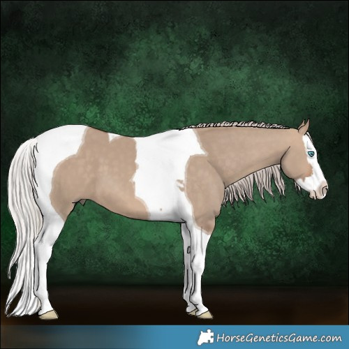 Horse Color:Silver Brown Dun Splash Tobiano 