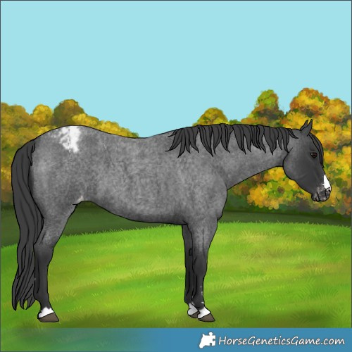 Horse Color:Blue Roan Varnish