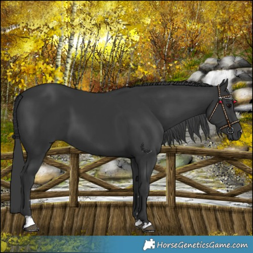 Horse Color:Platinum Black
