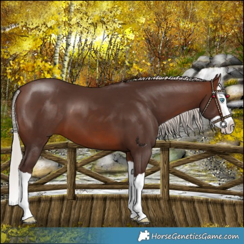 Horse Color:Silver Brown Splash