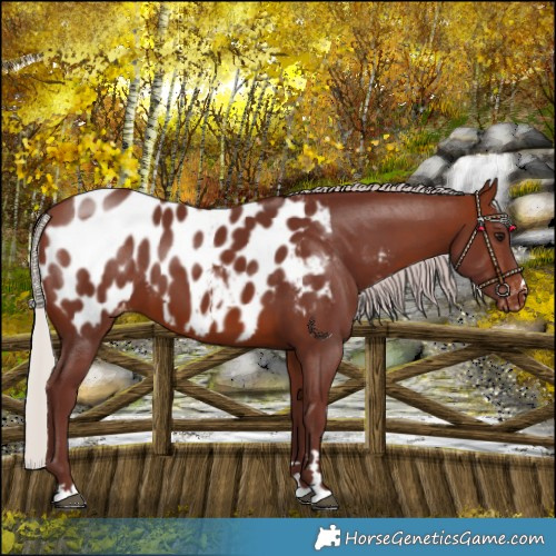Horse Color:Chocolate Silver Brown Blanket