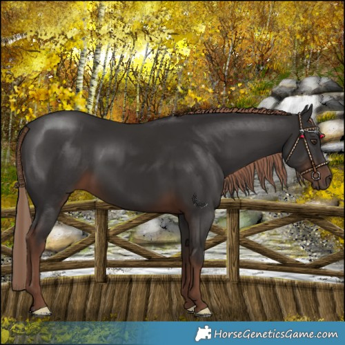 Horse Color:Liver Chestnut 