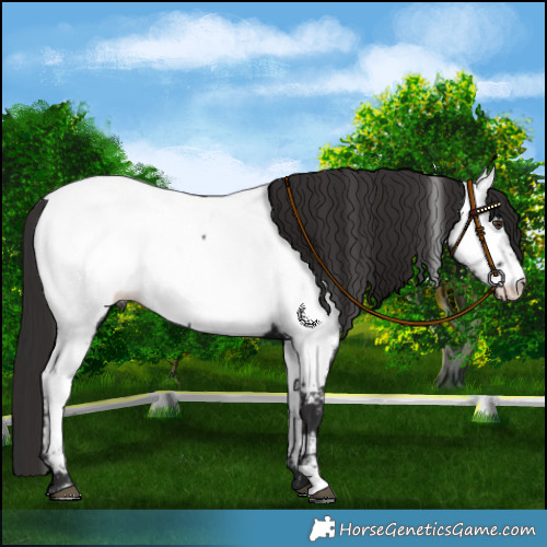 Horse Color:Liver Chestnut Near Fewspot 
