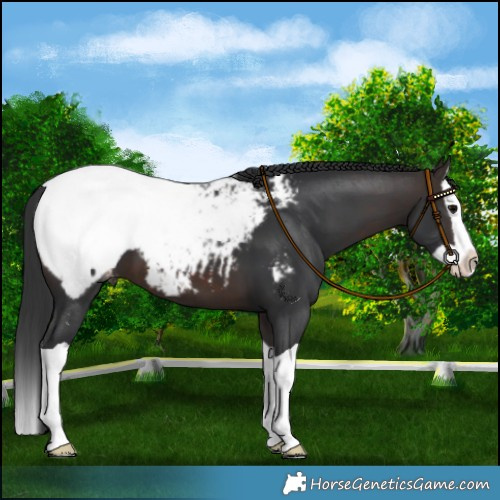 Horse Color:Brown Splash Snowcap 