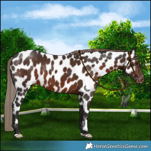 Horse Color:Liver Chestnut Leopard 
