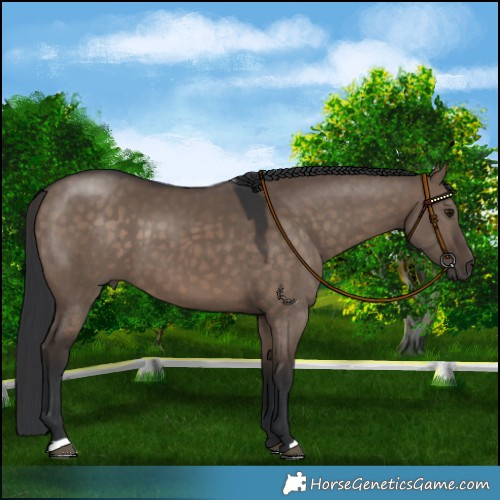 Horse Color:Brown Dun