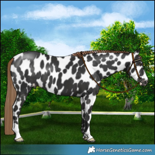 Horse Color:Liver Chestnut Leopard 