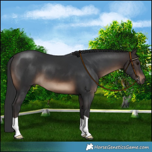 Horse Color:Brown 