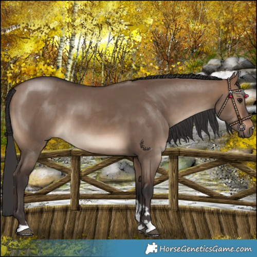 Horse Color:Brown Dun 