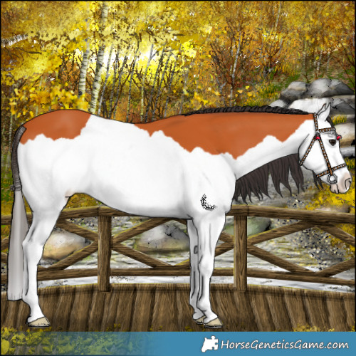 Horse Color:Bay Splash 