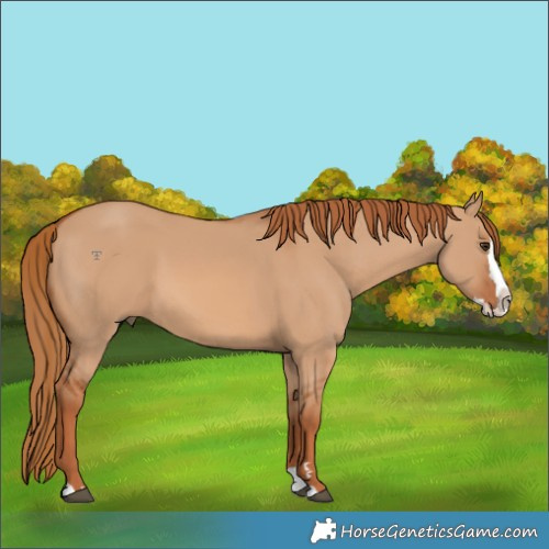 Horse Color:Red Dun Splash 