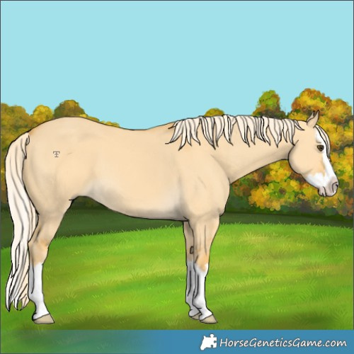 Horse Color:Palomino Dun Splash 