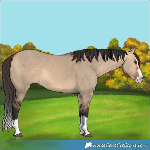 Horse Color:Bay Dun Splash 