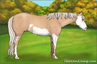 Horse Color:Silver Amber Champagne Splash Frame 