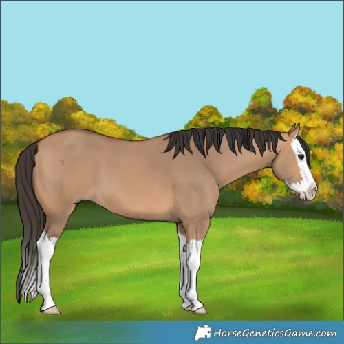 Horse Color:Bay Dun Splash 
