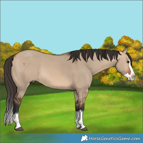 Horse Color:Bay Dun Splash