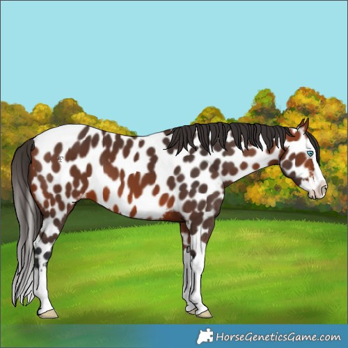 Horse Color:Bay Splash Near Leopard