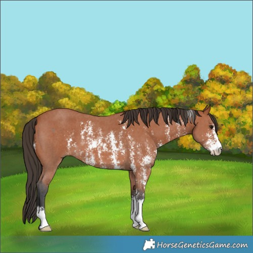 Horse Color:Bay Sabino 