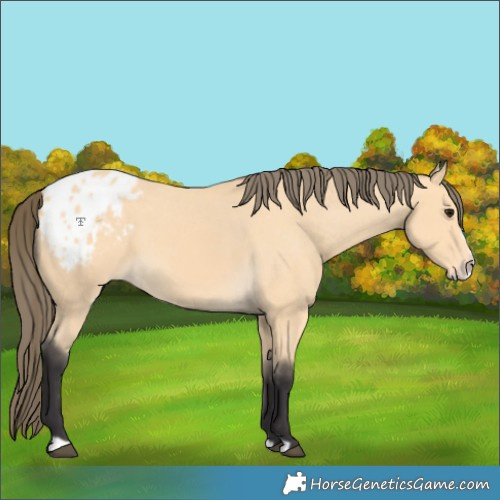 Horse Color:Buckskin Frame Blanket