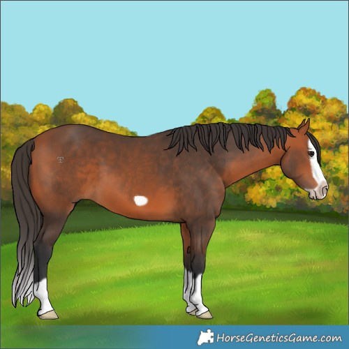 Horse Color:Bay Splash Frame